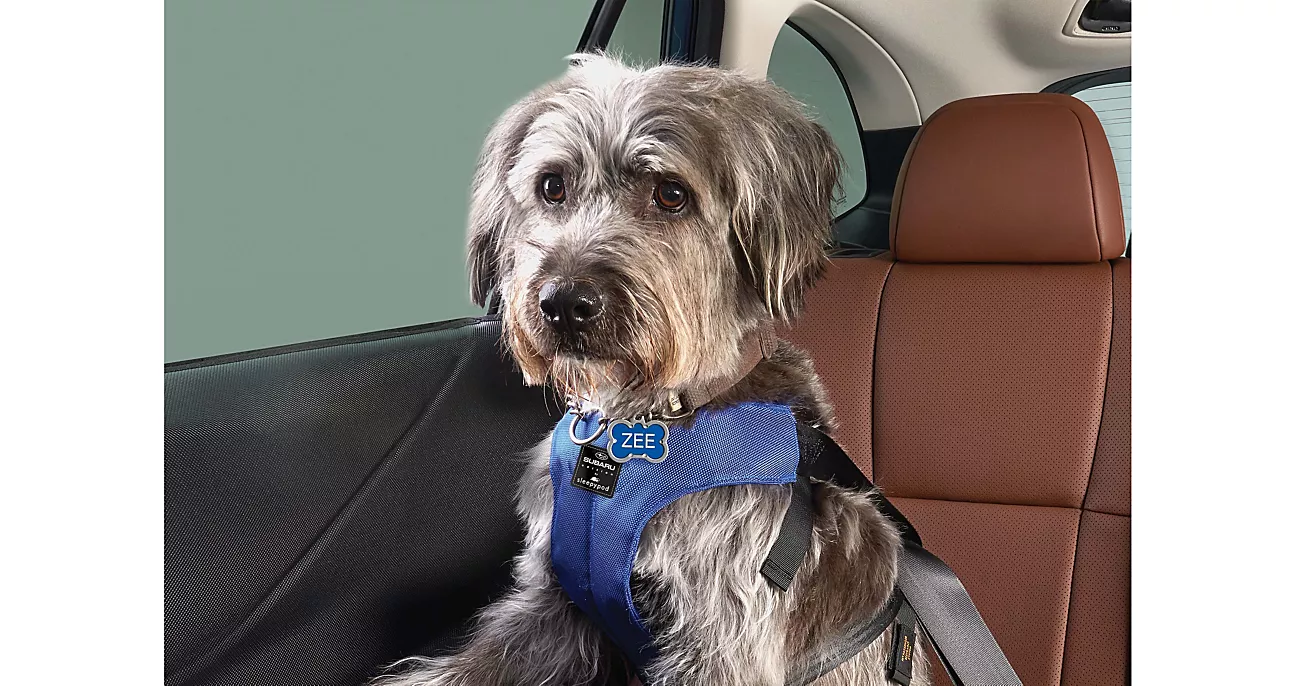 Pet Harness - Medium